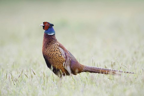 Hunting pheasant (Phasianus colchicus), cock in a meadow, North Rhine-Westphalia, Germany