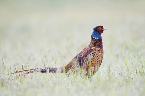 Hunting pheasant (Phasianus colchicus), cock in a meadow, North Rhine-Westphalia, Germany
