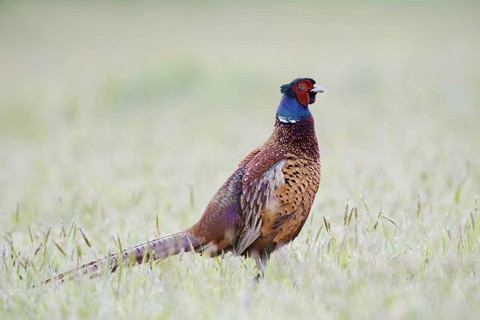 Hunting pheasant (Phasianus colchicus), cock in a meadow, North Rhine-Westphalia, Germany