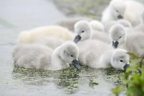 Mute swan (Cygnus olor), chick, North Rhine-Westphalia, Germany