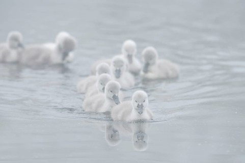 Mute swan (Cygnus olor) swimming chicks in the morning mist, North Rhine-Westphalia, Germany
