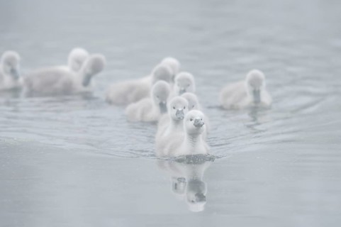 Mute swan (Cygnus olor) swimming chicks in the morning mist, North Rhine-Westphalia, Germany