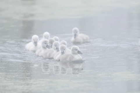 Mute swan (Cygnus olor) swimming chicks in the morning mist, North Rhine-Westphalia, Germany