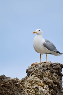 Mediterranean Gull (Larus michahellis) standing on a stone, Algarve, Portugal