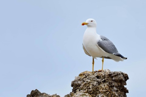 Mediterranean Gull (Larus michahellis) standing on a stone, Algarve, Portugal