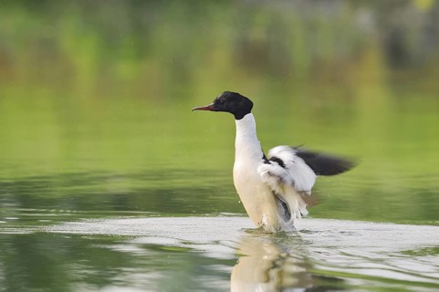 Goosander (Mergus merganser), male flapping his wings, North Rhine-Westphalia, Germany