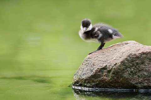 Red-breasted merganser (Mergellus albellus), chick standing on a stone, Netherlands
