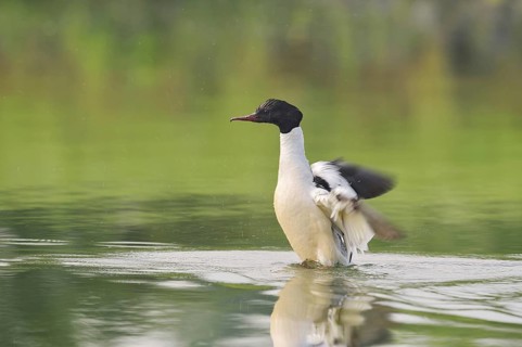 Goosander (Mergus merganser), male flapping his wings, North Rhine-Westphalia, Germany