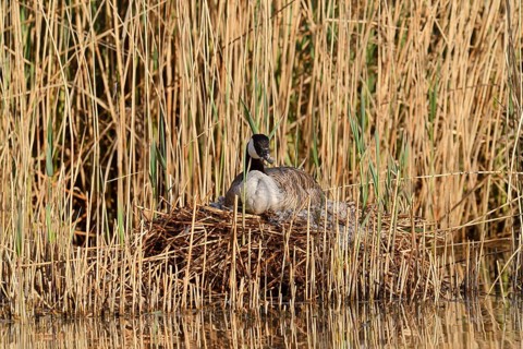 Canada goose (Branta canadensis) sitting brooding on the nest in the reeds, North Rhine-Westphalia,