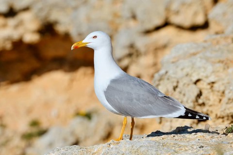 Mediterranean Gull (Larus michahellis) standing on a rock, Algarve, Portugal