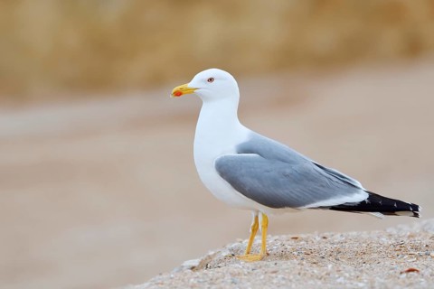 Mediterranean gull (Larus michahellis), Algarve, Portugal
