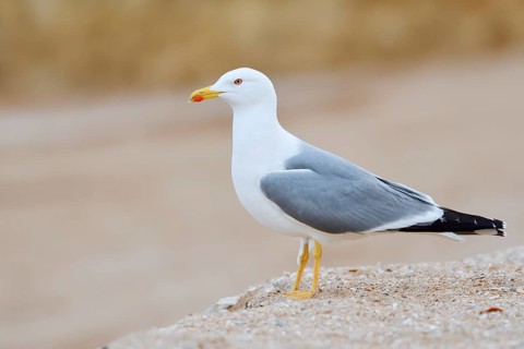 Mediterranean gull (Larus michahellis), Algarve, Portugal