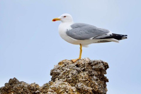 Mediterranean Gull (Larus michahellis) standing on a stone, Algarve, Portugal