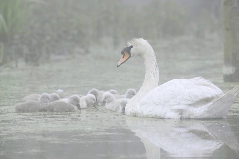 Mute swan (Cygnus olor) with chicks in the morning mist, North Rhine-Westphalia, Germany
