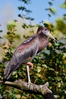 Abdim's stork or rain stork (Ciconia abdimii) stands on a branch, captive, occurrence in Africa