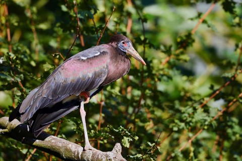 Abdim's stork or rain stork (Ciconia abdimii) stands on a branch, captive, occurrence in Africa