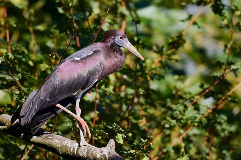 Abdim's stork or rain stork (Ciconia abdimii) stands on a branch, captive, occurrence in Africa