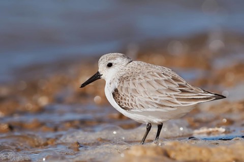 Sanderling (Calidris alba) in its final plumage, Algarve, Portugal
