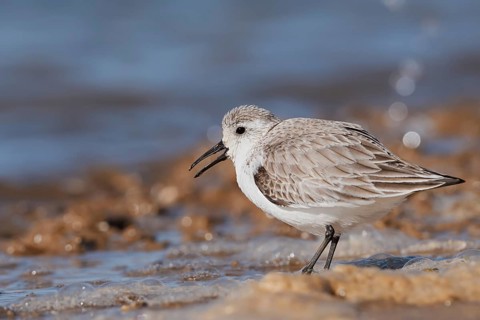 Sanderling (Calidris alba) in its final plumage, Algarve, Portugal