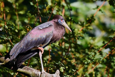 Abdim's stork or rain stork (Ciconia abdimii) stands on a branch, captive, occurrence in Africa