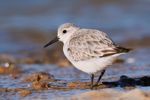 Sanderling (Calidris alba) in its final plumage, Algarve, Portugal