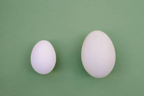 Eggs from the Dalmatian pelican (Pelecanus crispus) and domestic fowl (Gallus gallus domesticus)