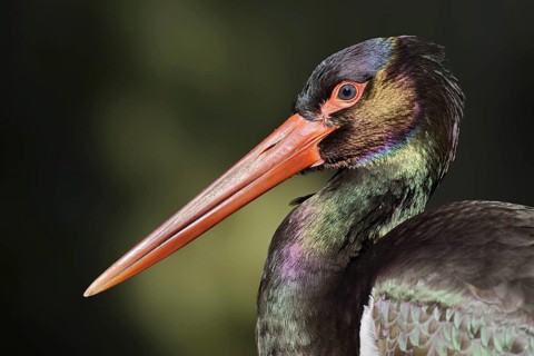 Black stork (Ciconia nigra), portrait, Hesse, Germany