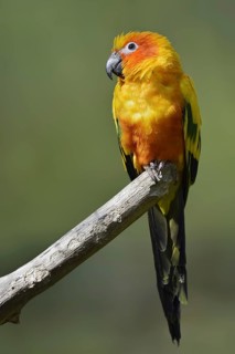 Sun parakeet (Aratinga solstitialis), captive, occurring in Brazil, French Guiana and Venezuela