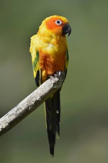 Sun parakeet (Aratinga solstitialis), captive, occurring in Brazil, French Guiana and Venezuela