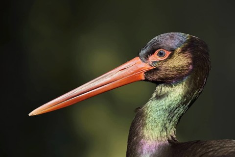 Black stork (Ciconia nigra), portrait, Hesse, Germany