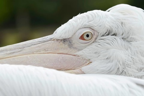 Dalmatian pelican (Pelecanus crispus), portrait, captive, Germany