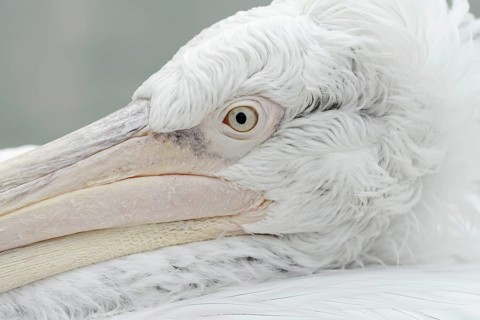 Dalmatian pelican (Pelecanus crispus), portrait, captive, Germany