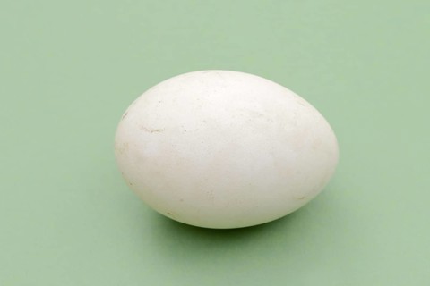 Dalmatian pelican (Pelecanus crispus), egg
