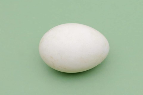 Dalmatian pelican (Pelecanus crispus), egg