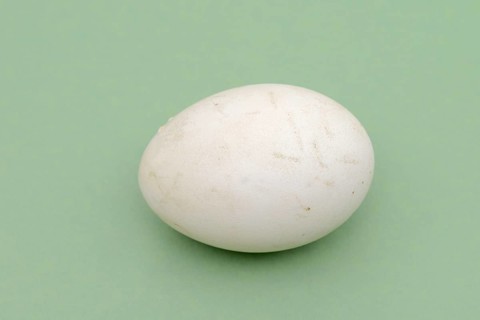 Dalmatian pelican (Pelecanus crispus), egg