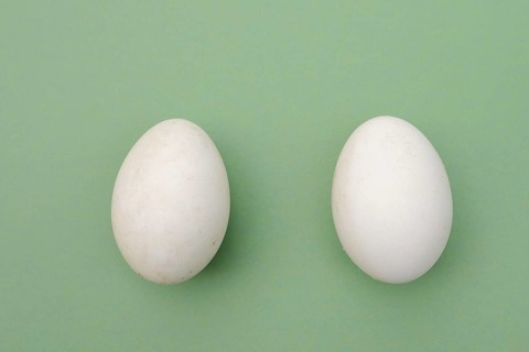 Dalmatian pelican (Pelecanus crispus), eggs