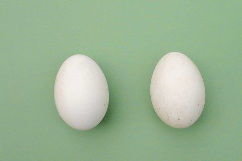 Dalmatian pelican (Pelecanus crispus), eggs