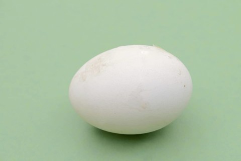 Dalmatian pelican (Pelecanus crispus), egg