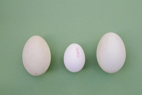 Eggs from the Dalmatian pelican (Pelecanus crispus) and domestic fowl (Gallus gallus domesticus)