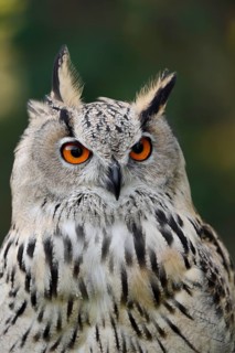 Turkmen Eagle Owl or Turkmen Eagle Owl (Bubo bubo omissus), portrait, captive, occurrence in Asia