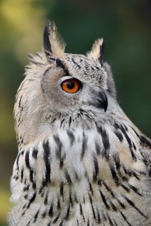 Turkmen Eagle Owl or Turkmen Eagle Owl (Bubo bubo omissus), portrait, captive, occurrence in Asia