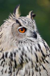 Turkmen Eagle Owl or Turkmen Eagle Owl (Bubo bubo omissus), portrait, captive, occurrence in Asia