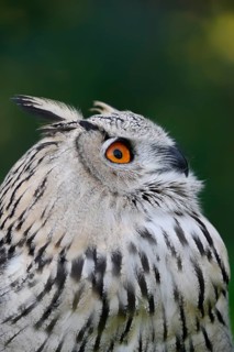 Turkmen Eagle Owl or Turkmen Eagle Owl (Bubo bubo omissus), portrait, captive, occurrence in Asia