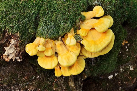 Sulphur polypore (Laetiporus sulphureus) on a mossy tree stump, North Rhine-Westphalia, Germany