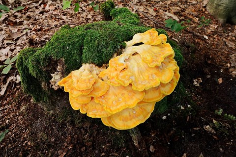 Sulphur polypore (Laetiporus sulphureus) on a mossy tree stump, North Rhine-Westphalia, Germany