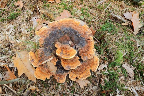 Pine Brown Porling (Phaeolus spadiceus, Phaeolus schweinitzii), Gelderland, Netherlands