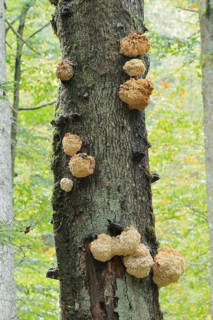 Fir spiny beard (Hericium flagellum) on a dead tree, Bavarian Forest National Park, Bavaria,