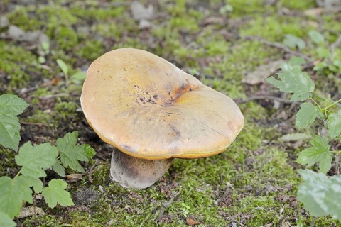 Hornbeam robin (Leccinum pseudoscabrum, Leccinum griseum), North Rhine-Westphalia, Germany