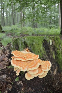 Sulphur polypore (Laetiporus sulphureus) on a tree stump in the forest, North Rhine-Westphalia,