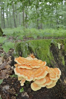 Sulphur polypore (Laetiporus sulphureus) on a tree stump in the forest, North Rhine-Westphalia,